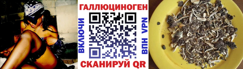 дарнет шоп  Тосно  Псилоцибиновые грибы Psilocybine cubensis 